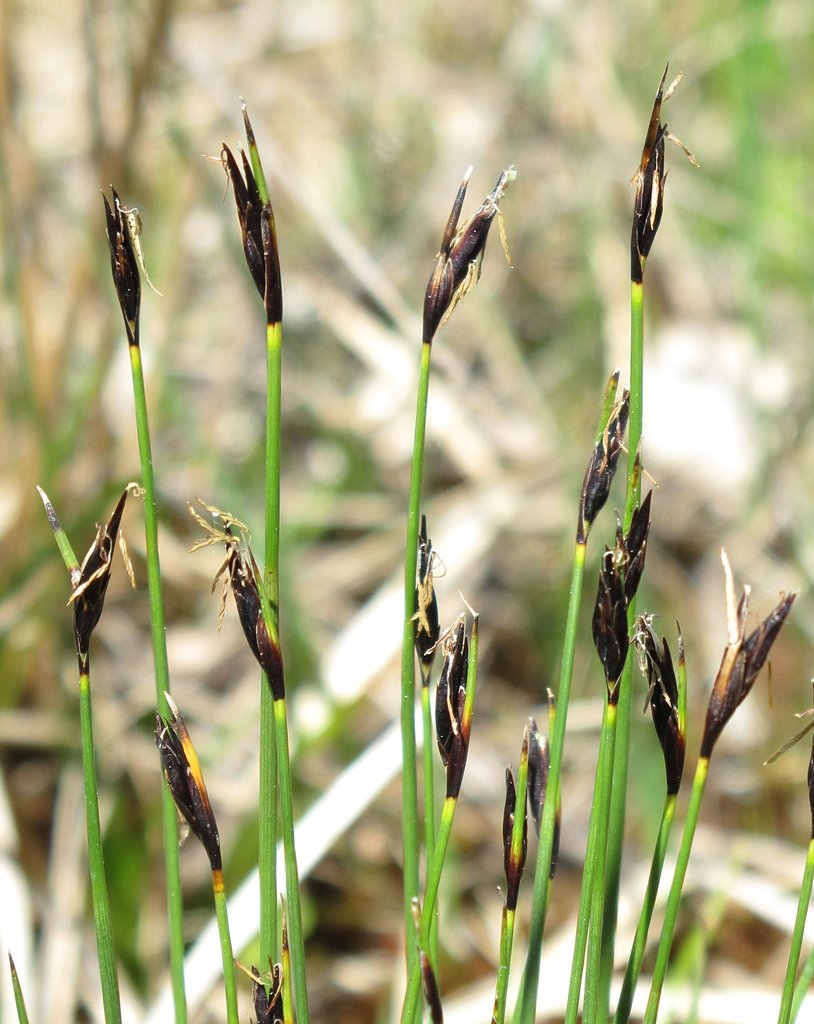 Schoenus ferrugineus